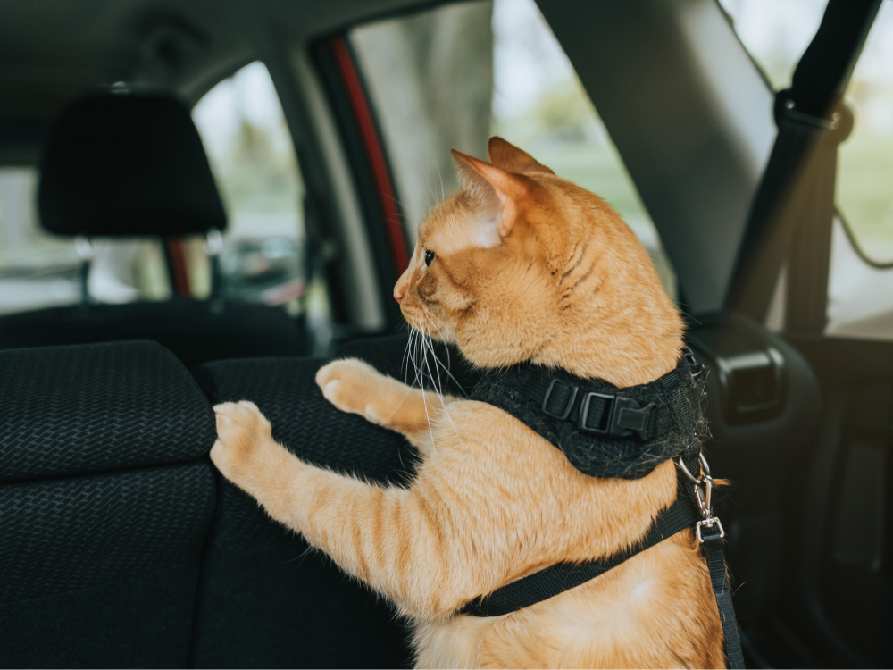 Tips for Travelling with Cats