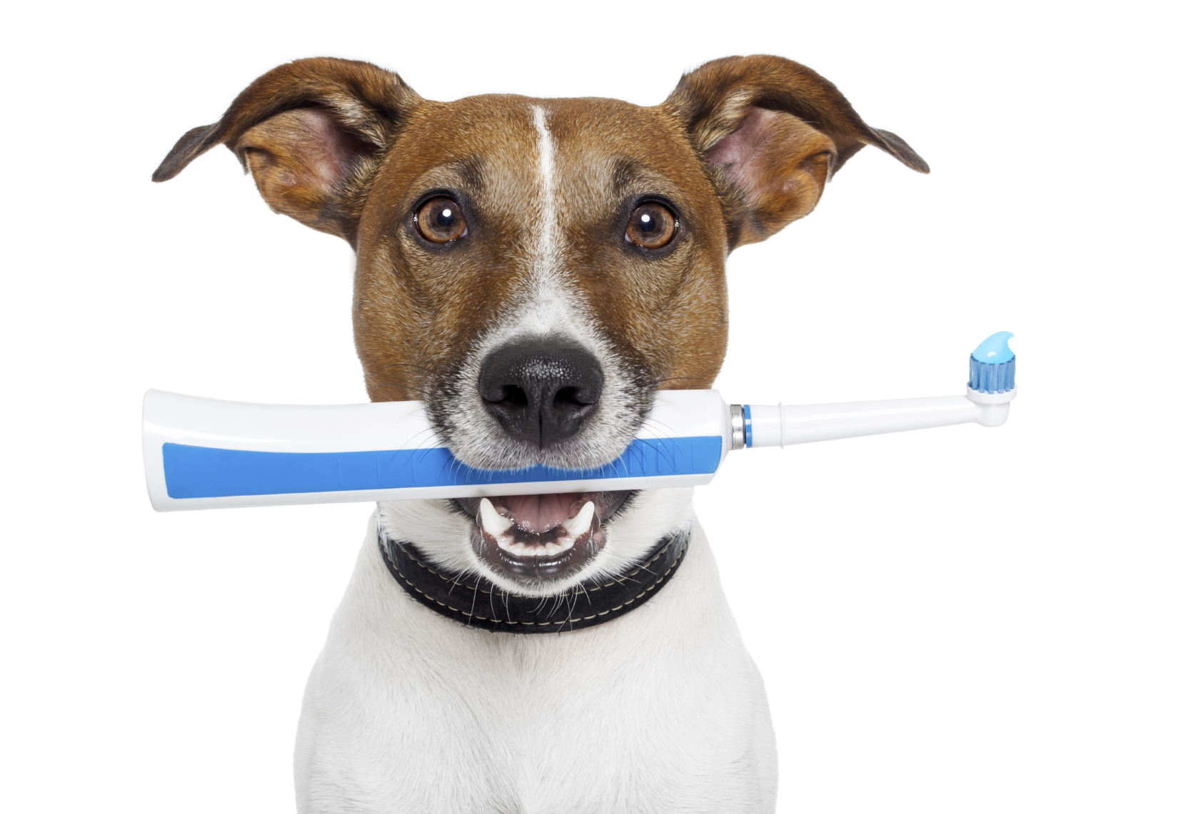 How to Brush Your Dog's Teeth Properly