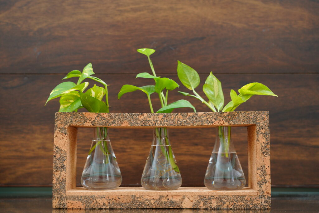 Customised Cork Plant Holder - 920