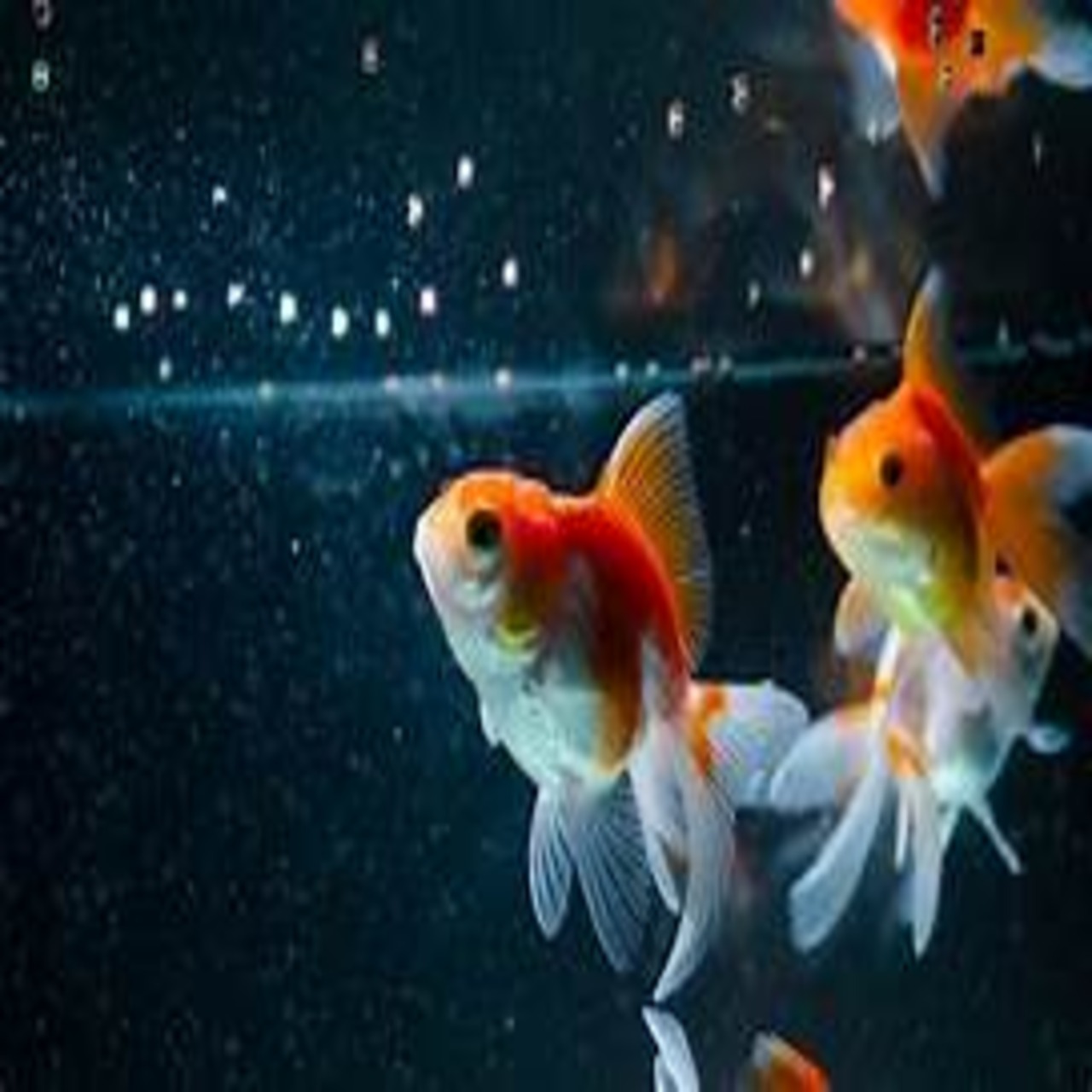 Do fish need protein?