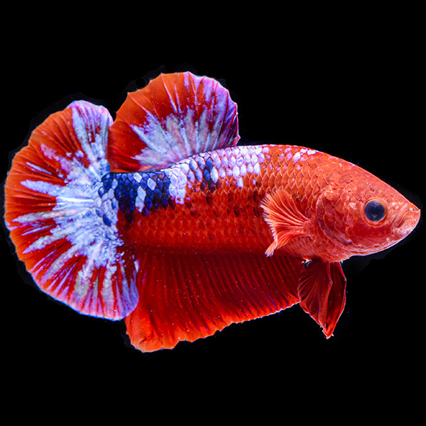 Fancy Plakat betta fish